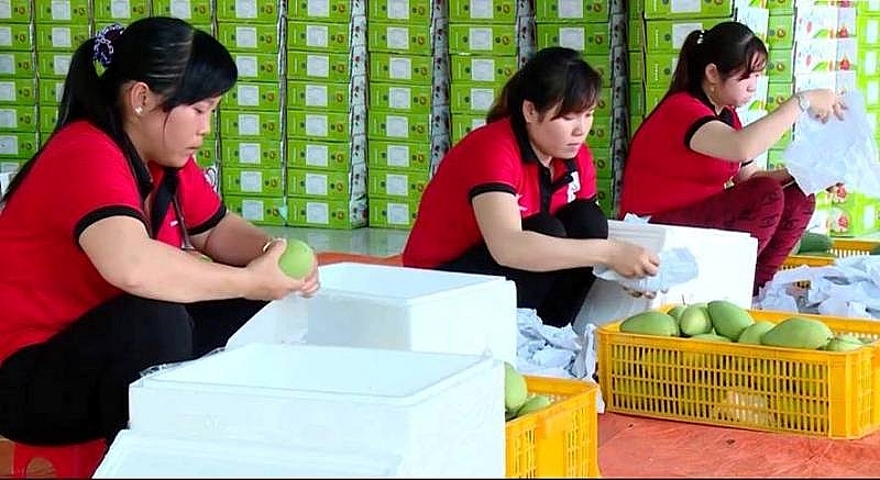 vietnamese mango finds 40th export market the us