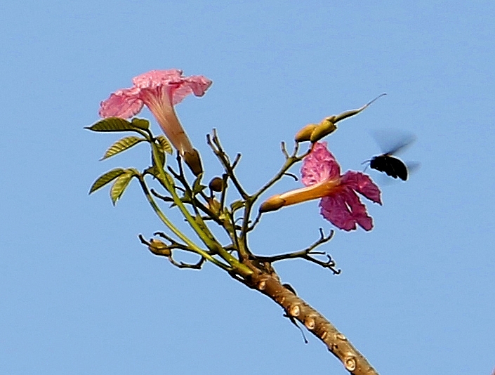 saigon in pink poui blooming season