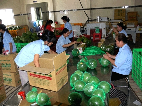 Vietnam’s grapefruit is set for export to US market