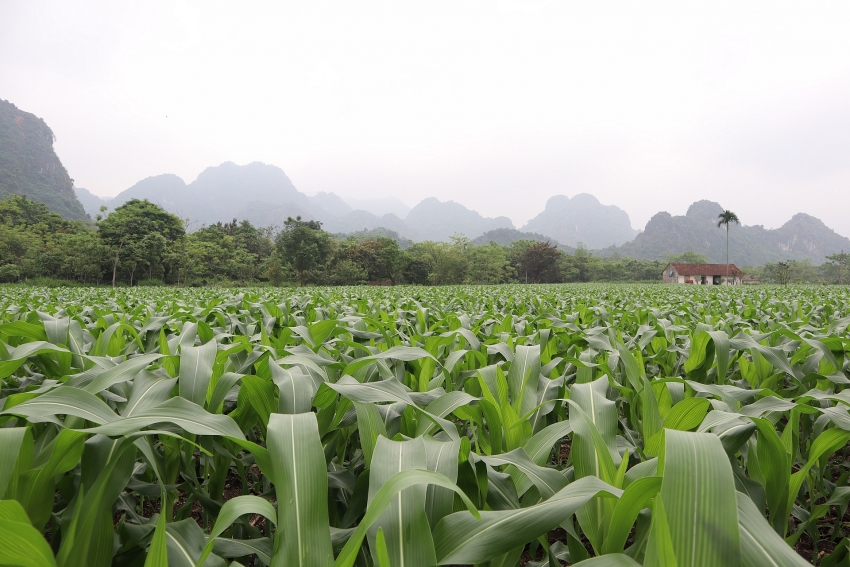 bayer vietnam recommends effective integrated pest management to tackle fall armyworm