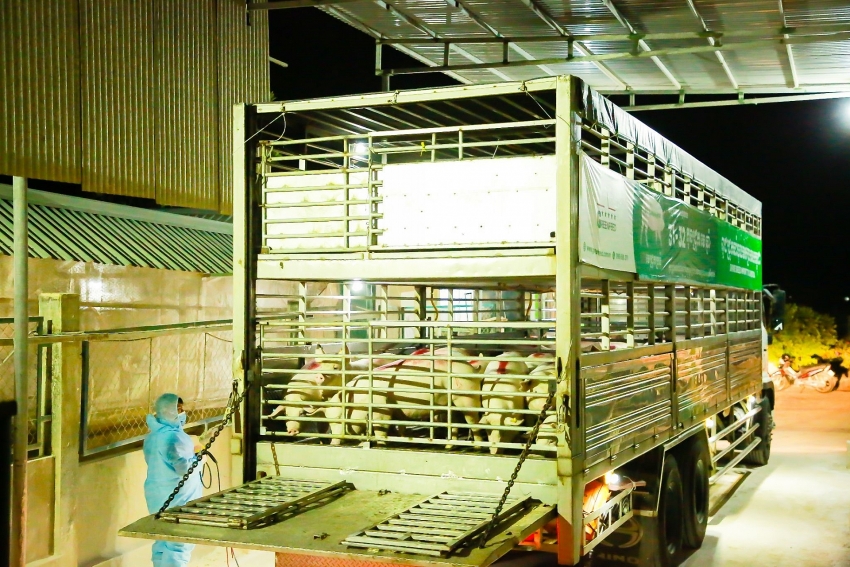 greenfeed vietnam exports high quality breeding stock