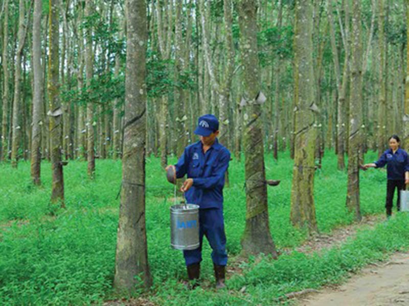 Rubber firms eyeing buoyant performance thanks to favourable export