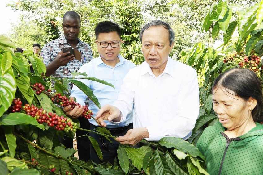 NESCAFÉ Plan devotes to Vietnamese coffee sustainable development