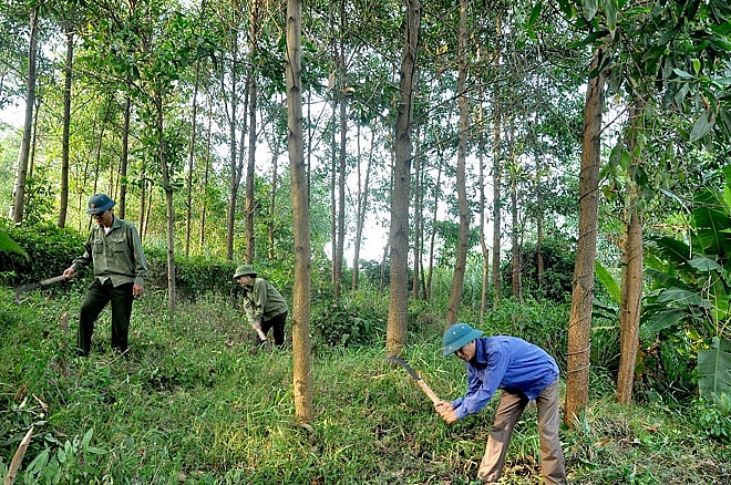 phu yen establishes high tech forestry co operative