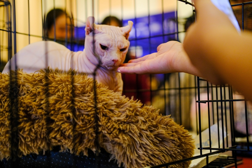 vietnam cat association officially launched in hanoi