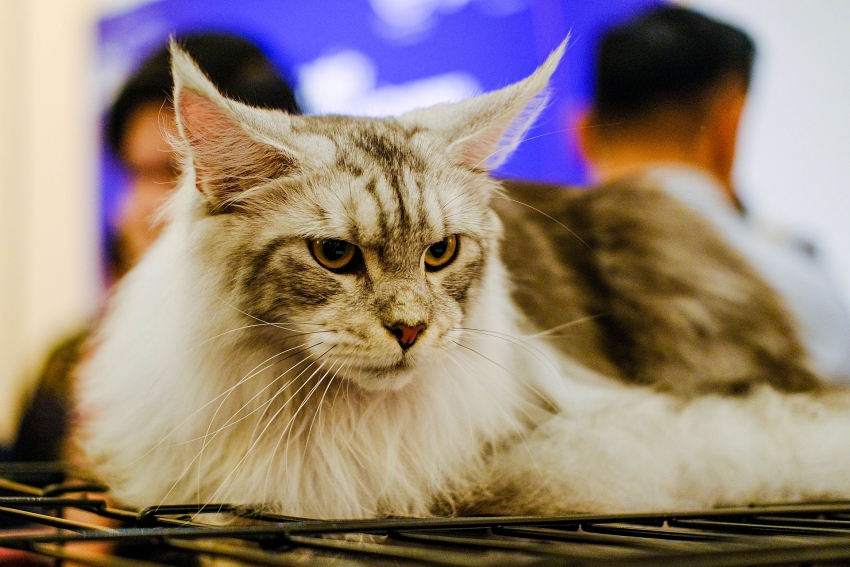 vietnam cat association officially launched in hanoi