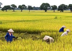 rice exports open for business