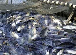 mekong delta earns 4bln from seafood exports