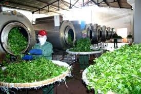 tea exports decline by 43 pct during past year