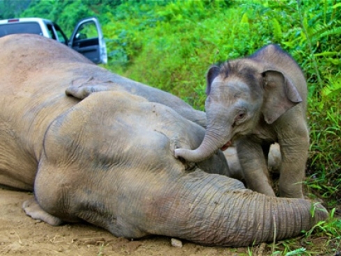 10 rare pygmy elephants found dead in Borneo