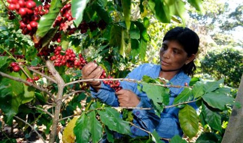 brazil expects lower arabica coffee production in 2014