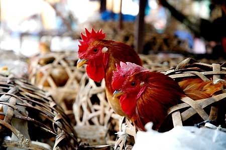 bac ninh declares bird flu epidemic