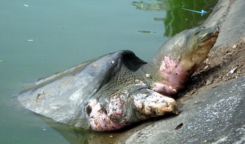 vietnams giant turtle in hoan kiem lake dies