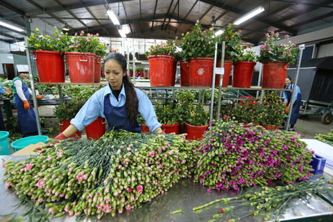 da lat to open flower trading centre