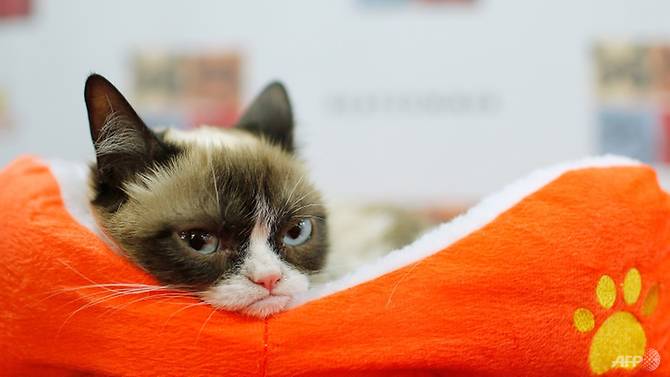 grumpy cat wins us 710000 court payout