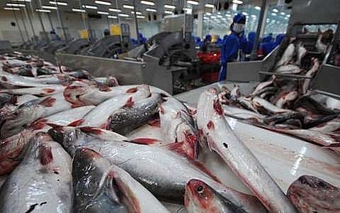 vietnam could face tra fish oversupply