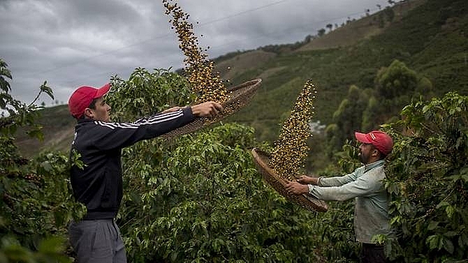 60pc of coffee varieties face extinction risk