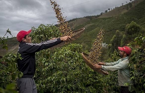 60pc of coffee varieties face extinction risk