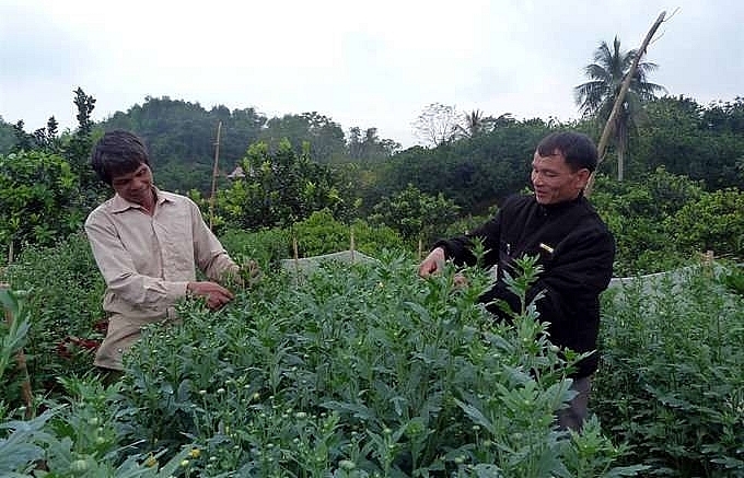 Tuyen Quang farmers bloom with Da Lat daisy