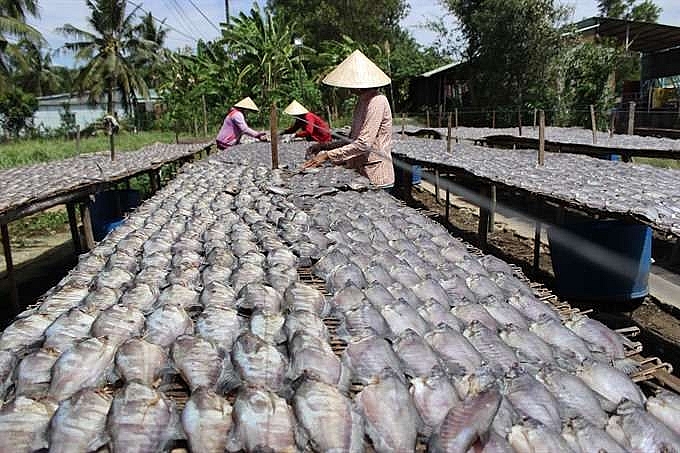 mekong delta dried fish making villages busy with tet production