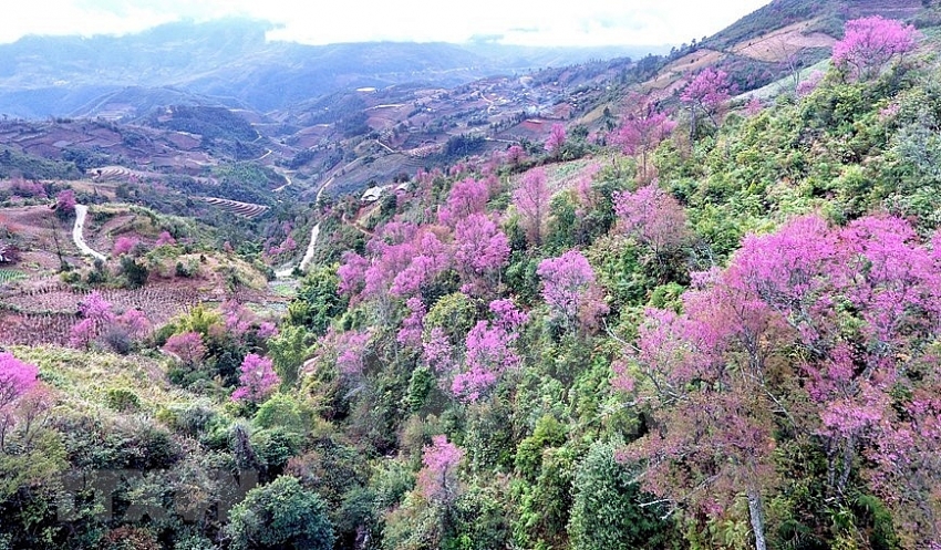 to day blossoms brighten up mu cang chai mountainous area