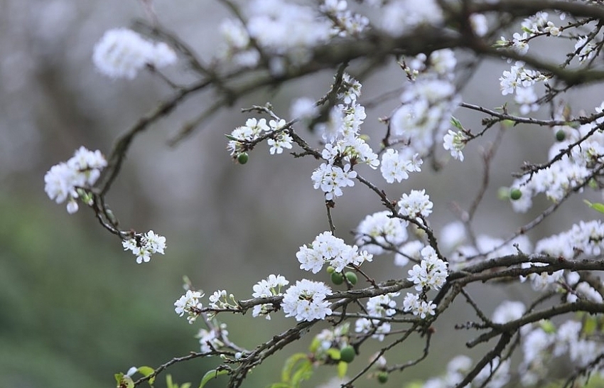 Mu Nau plum blossom brightens up Moc Chau plateau