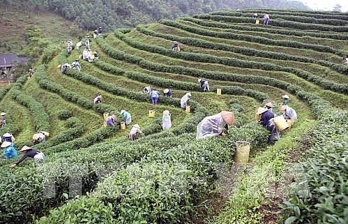 thai nguyen festival honours tea processing industry