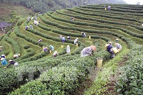 thai nguyen festival honours tea processing industry