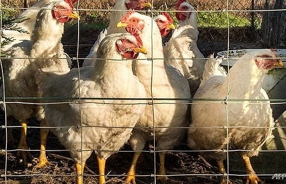Czechs detect bird flu as new Europe outbreak feared