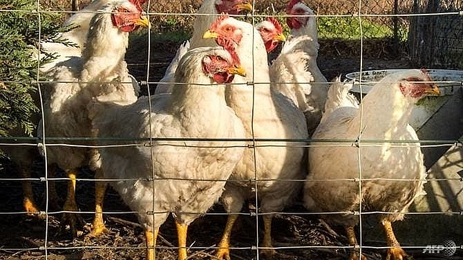 czechs detect bird flu as new europe outbreak feared