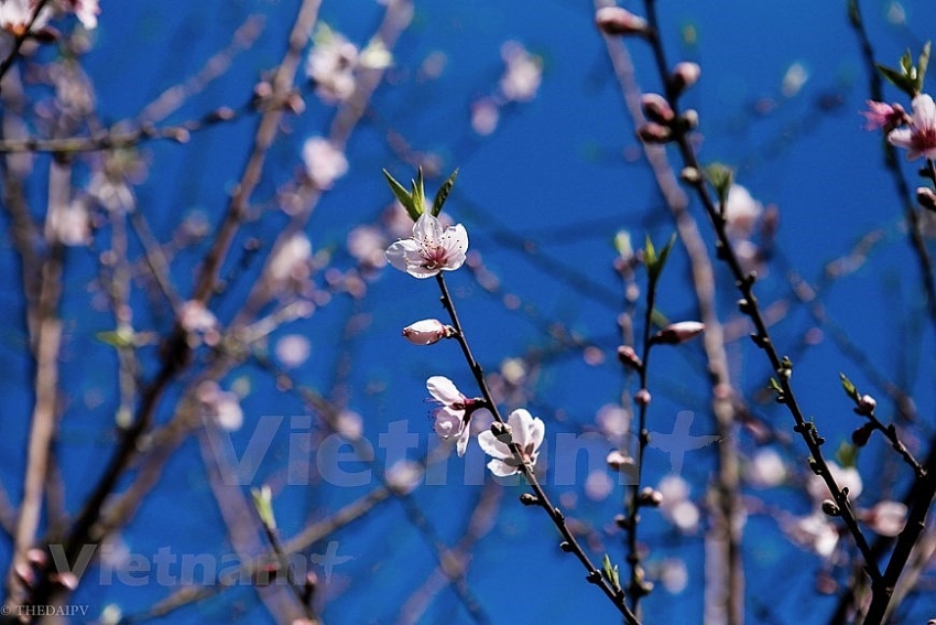 plum blossoms cover moc chau valleys