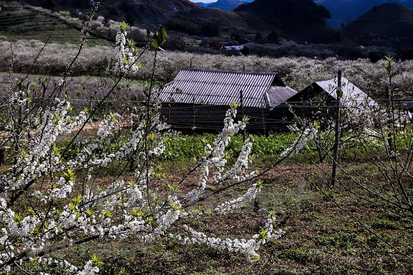 plum blossoms cover moc chau valleys