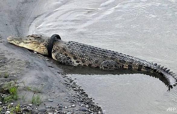 Indonesia offers reward for plucking tyre off giant crocodile's neck
