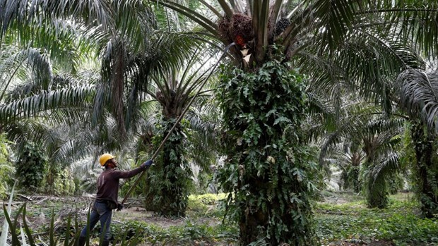 malaysia files wto lawsuit against eu on palm biofuel curbs