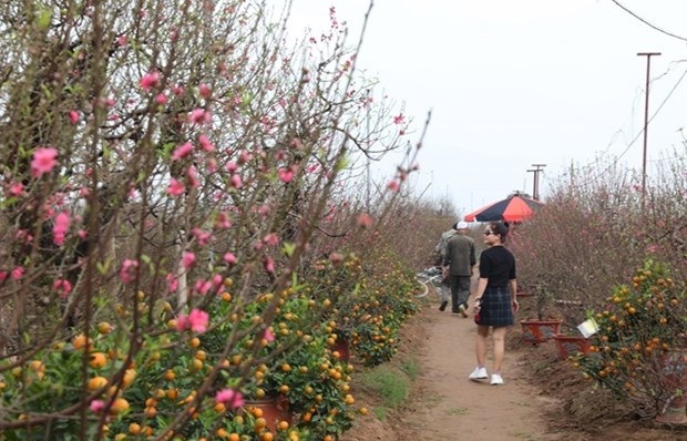 Peach, kumquat tree growers busy ahead of Tet