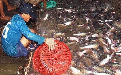 Tra fish regain their sterling reputation