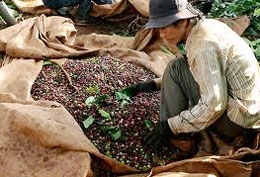 Local coffee firms cry foul at foreign rivals