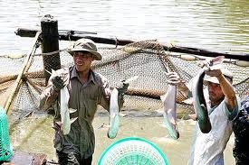 mekong delta raises tra fish export revenue