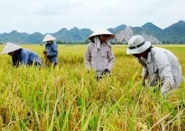 ACIAR’s hunger for rice growth