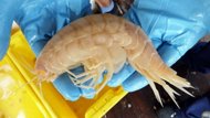 This photo, released by Oceanlab on February 3, shows a scientist from the University of Aberdeen holding one of the 'supergiant amphipods' off the coast of New Zealand. Scientists have captured these crustaceans in waters seven kilometres (4.4 miles) deep off N.Zealand, measuring 10 times the normal size of related species