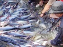 mekong delta targets 2 bln in tra fish export