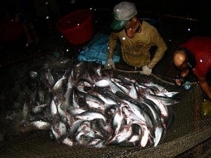 mekong delta targets 2 bln in tra fish exports