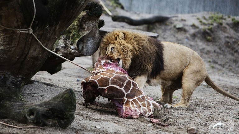 uproar as young giraffe put down at copenhagen zoo