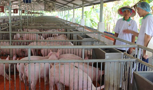 vietnam spends billions to raise livestock on foreign feed