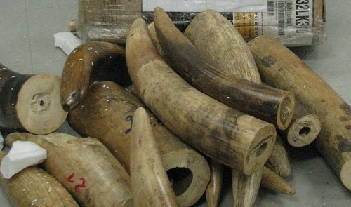 42 kg of ivory tusks found in package from france