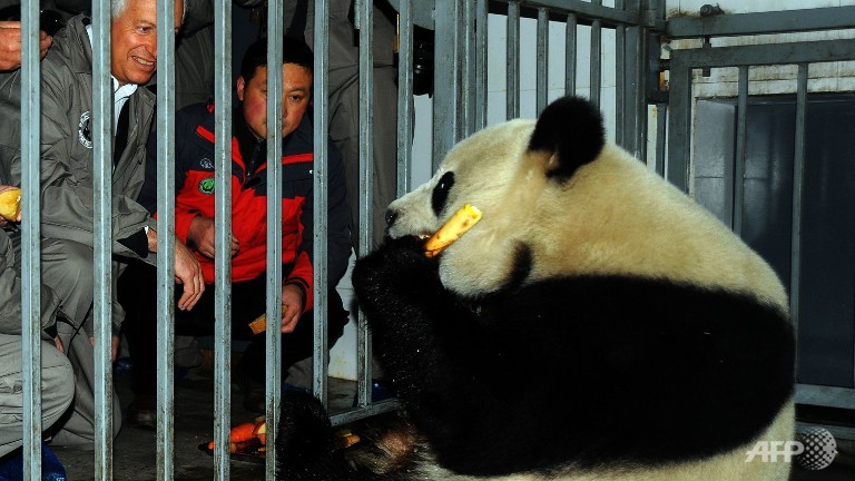 chinese pandas get red carpet welcome in belgium