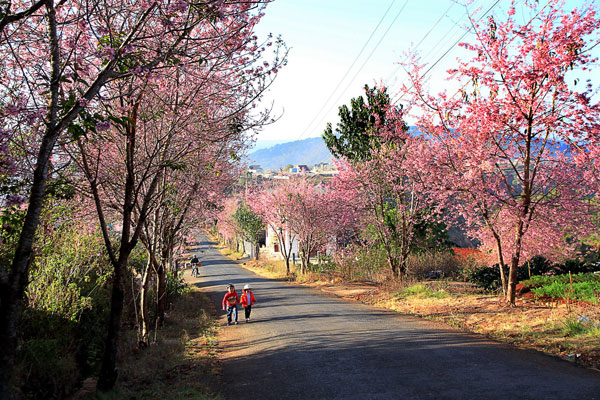 Da Lat cherry blossoms welcome new spring