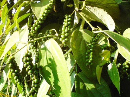 dong nai exports 900m worth of pepper