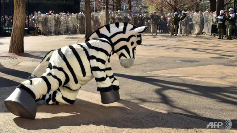 tokyo zoo stages zebra escape