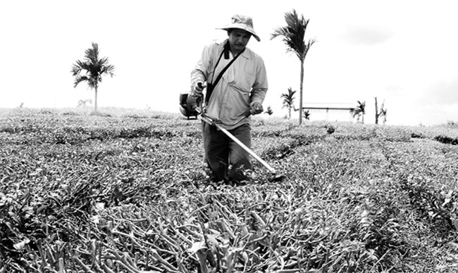 oolong tea growers falling on hard times